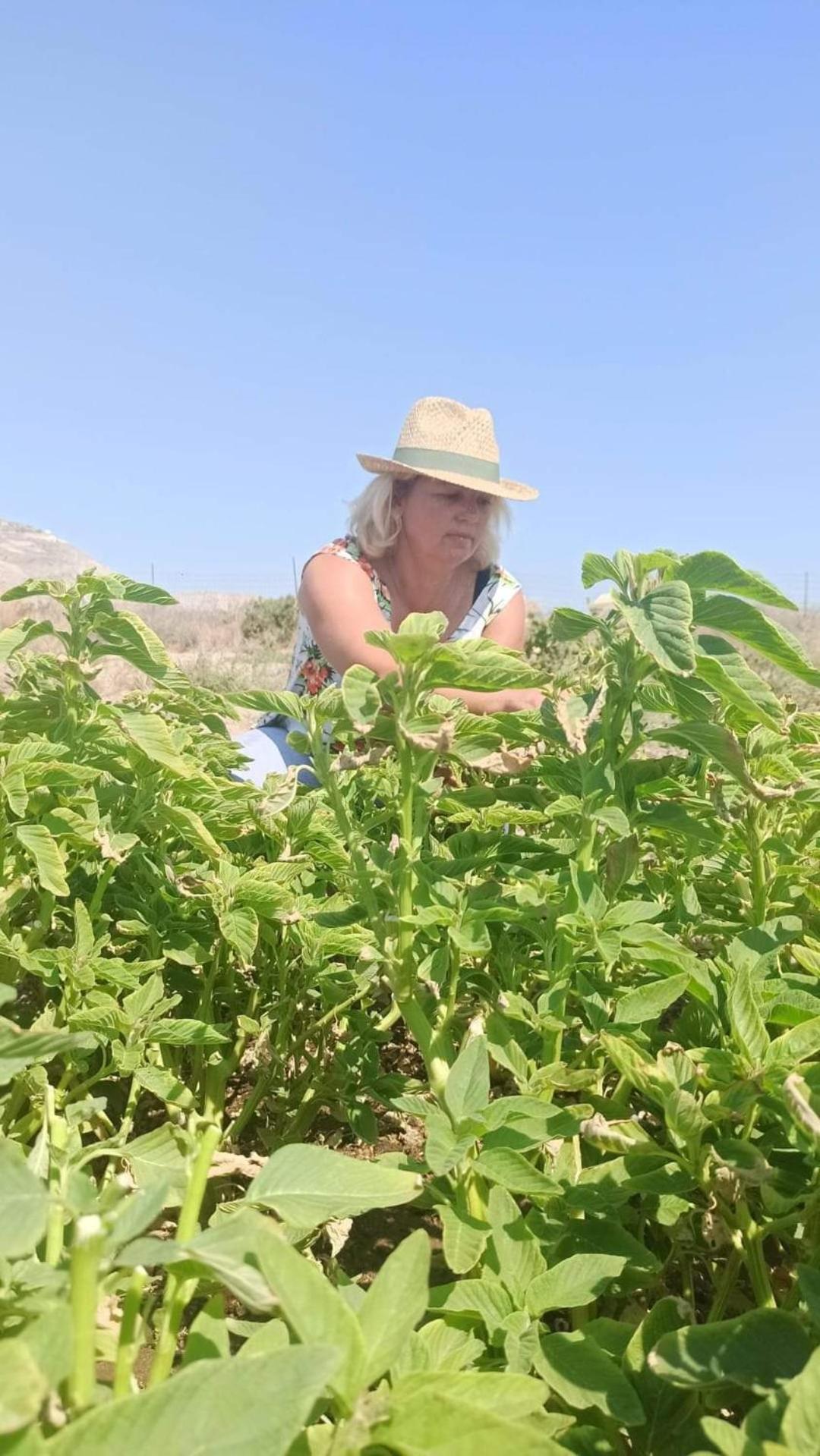 Ab Green Living Santorini Emporio  Eksteriør bilde