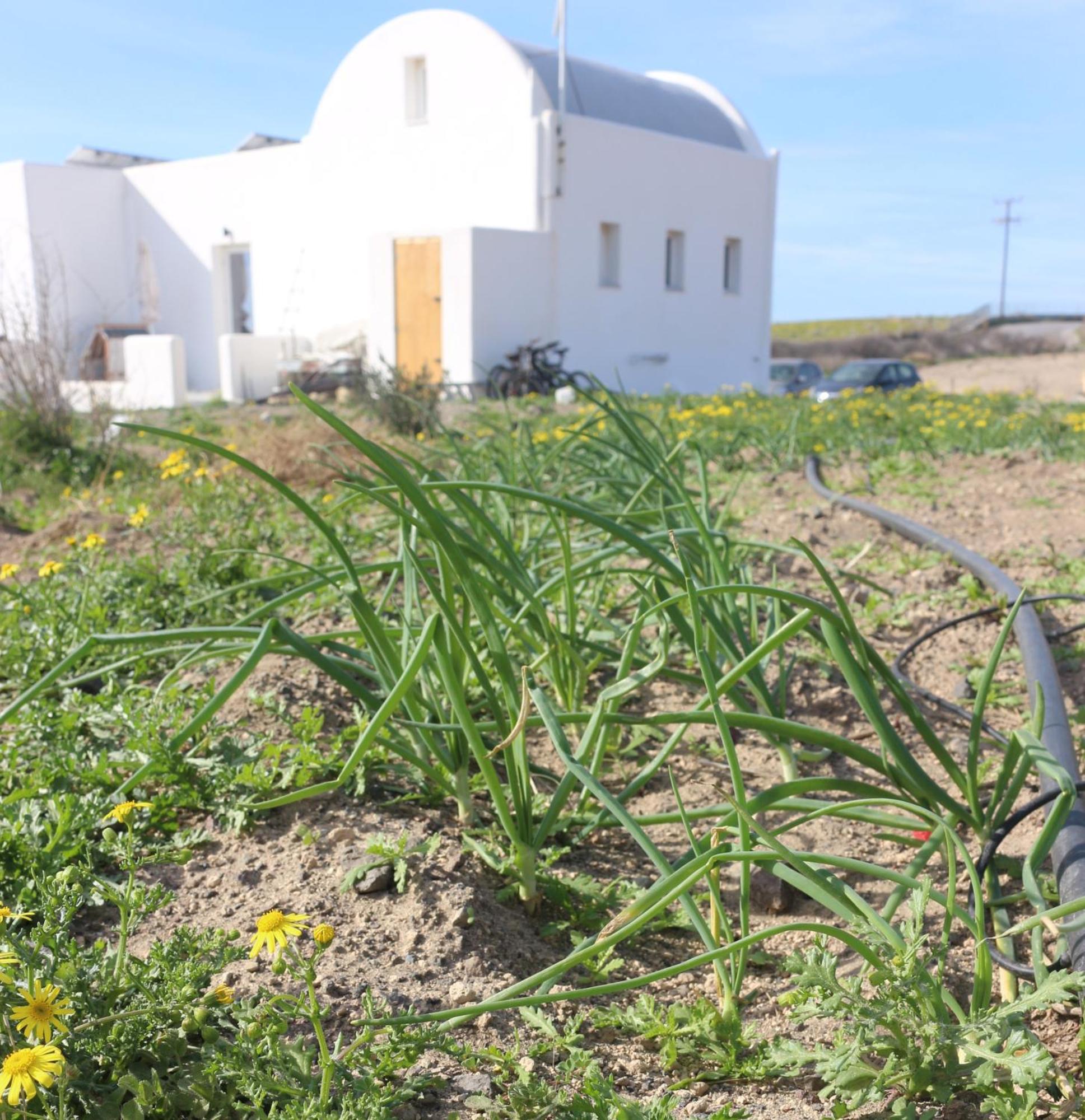 Ab Green Living Santorini Emporio  Eksteriør bilde